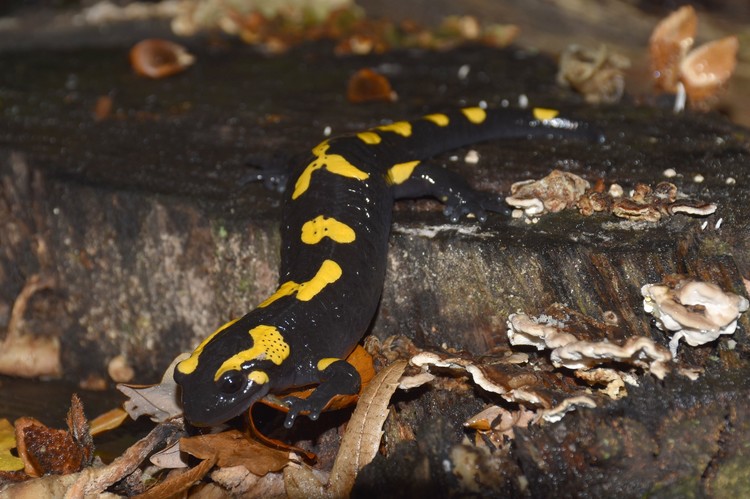 Salamandra v októbri