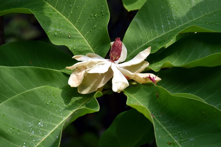 Magnólia hypoleuca