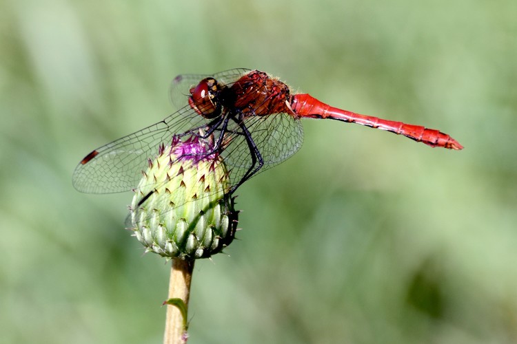  Red Dragonfly