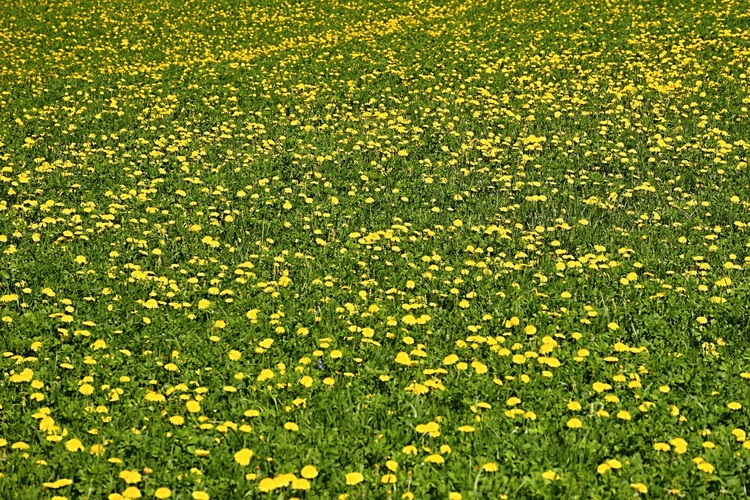 Púpavový koberec