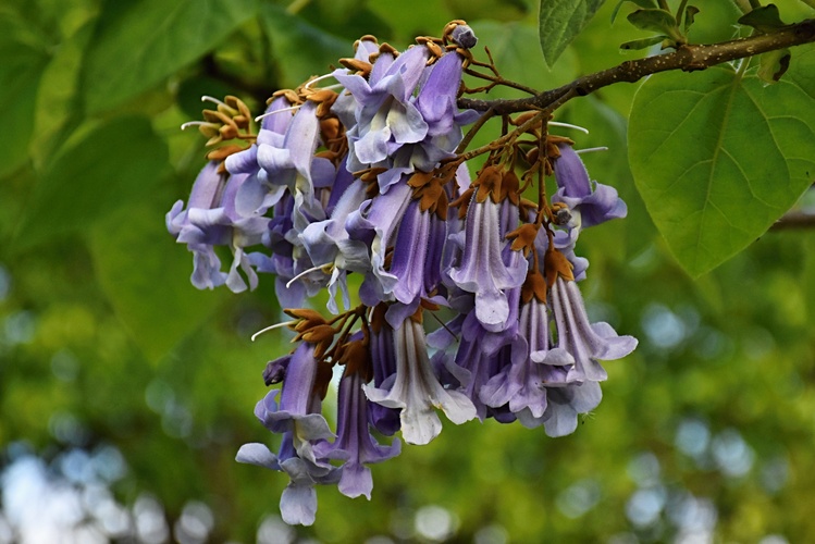Paulownia