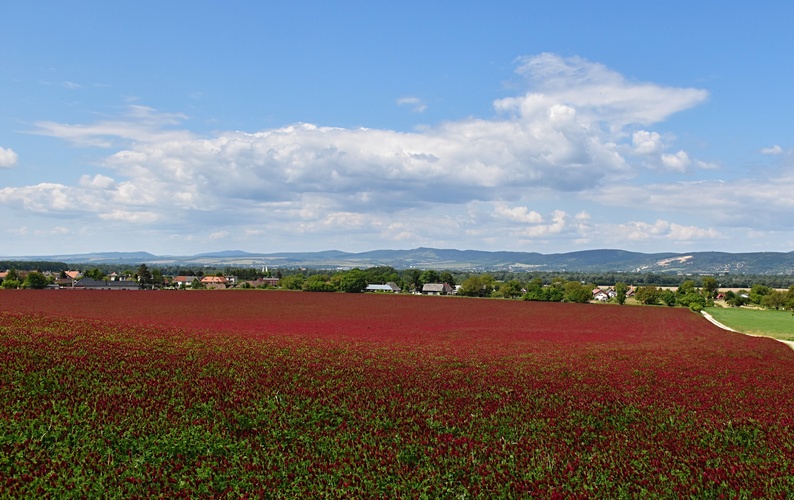 Purpurovo červená záplava