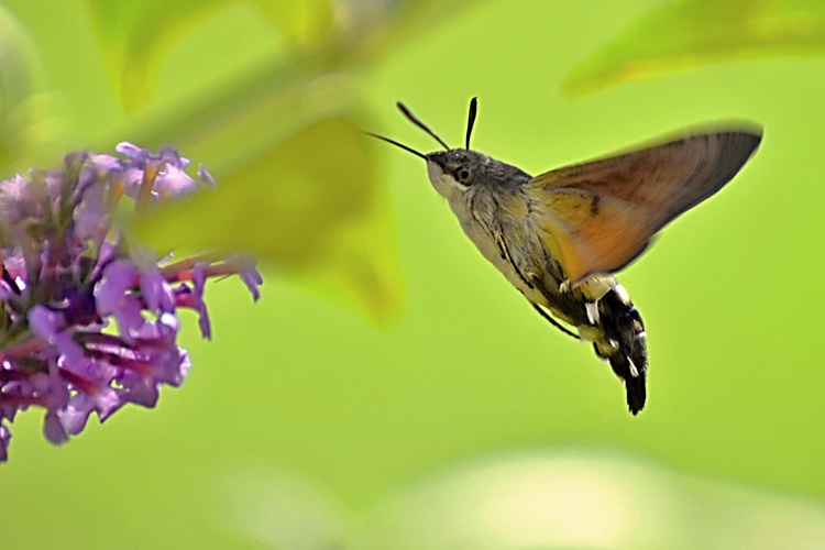 Slovenský kolibrík