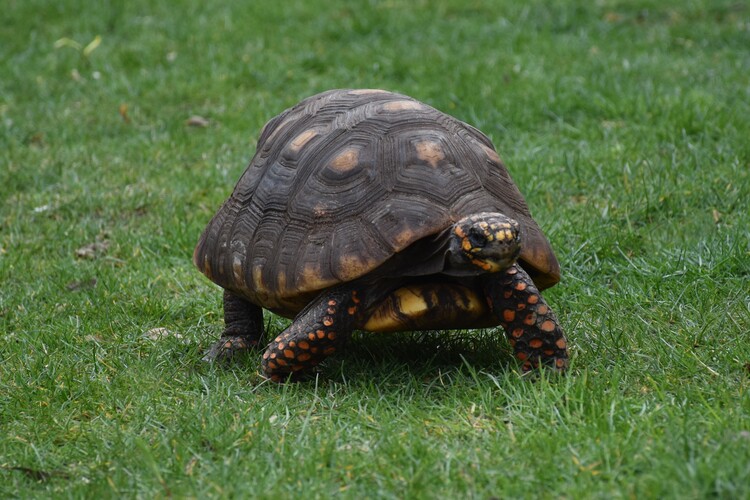 Pomaly ďalej zájdeš