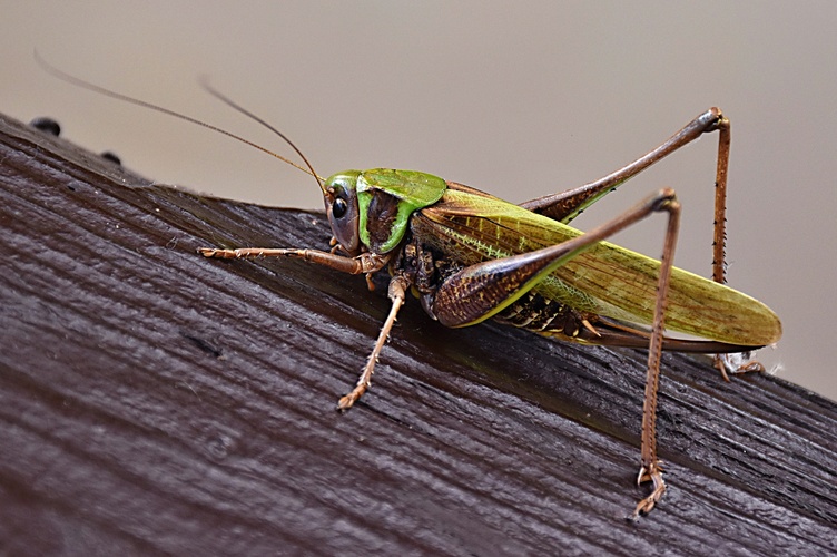 Grasshopper