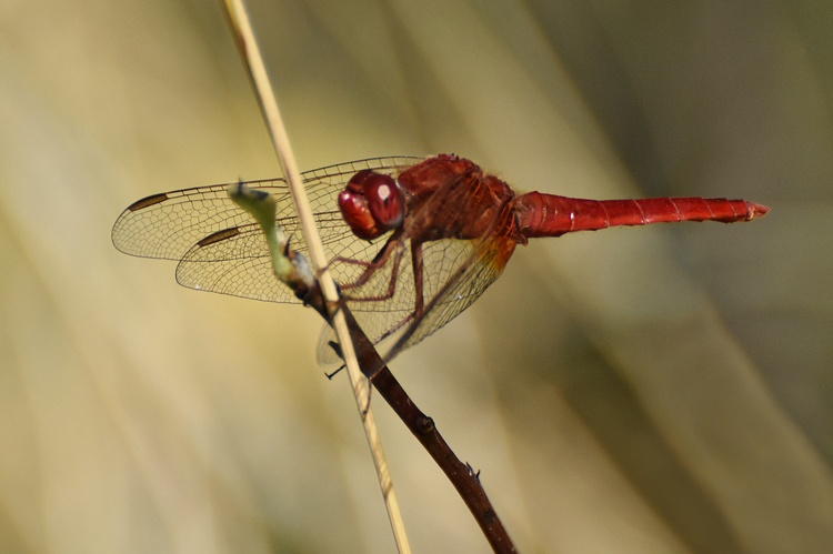 Red Dragon