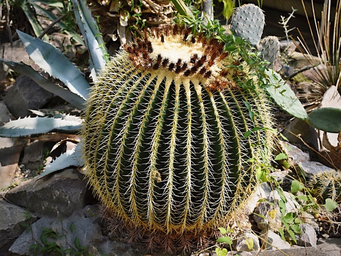 Echinocactus