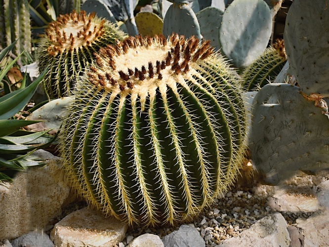 Echinocactus