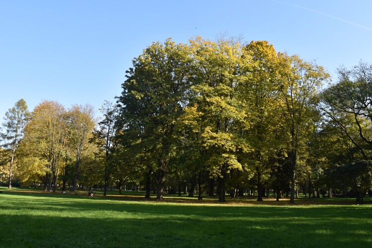 V parku