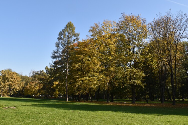 V parku