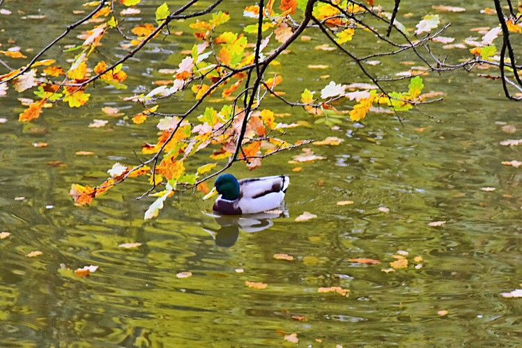 Jeseň na hladine rybníka