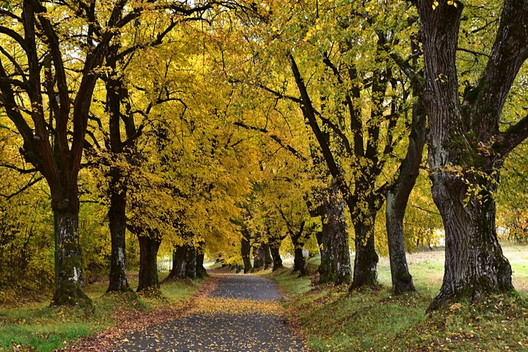 Po ceste v tichu padajúceho lístia