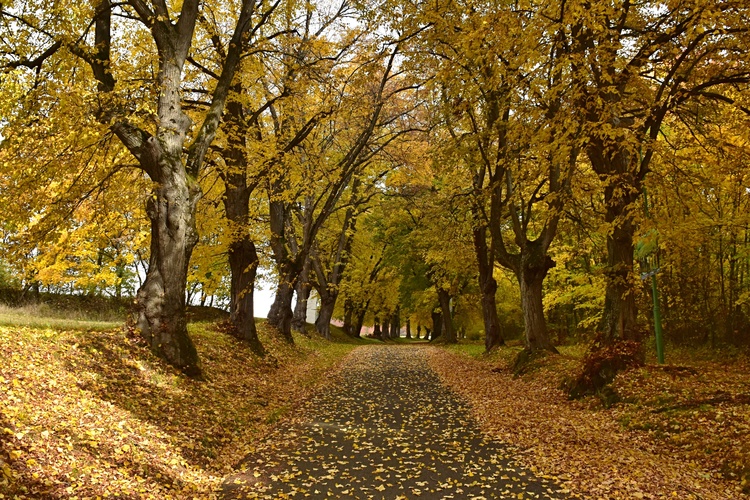 Po ceste v tichu padajúceho lístia