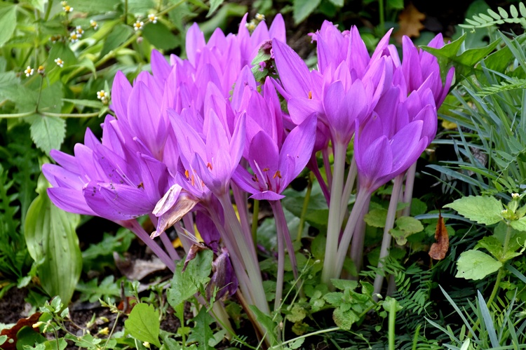 Jesienka "The Giant"