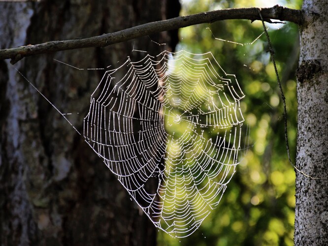 Keď pavúk svoje siete dotká