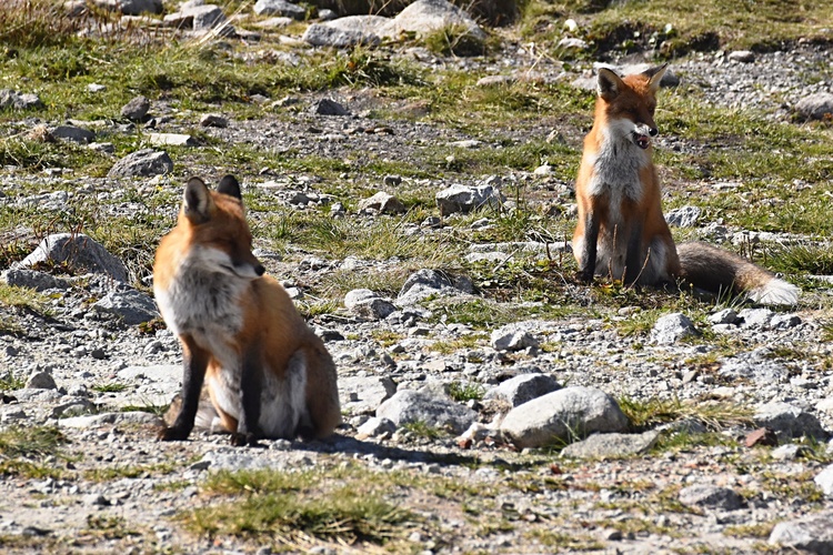 Tatranské kmotričky