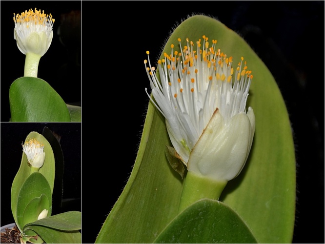 Paint Brush (Haemanthus albiflos)