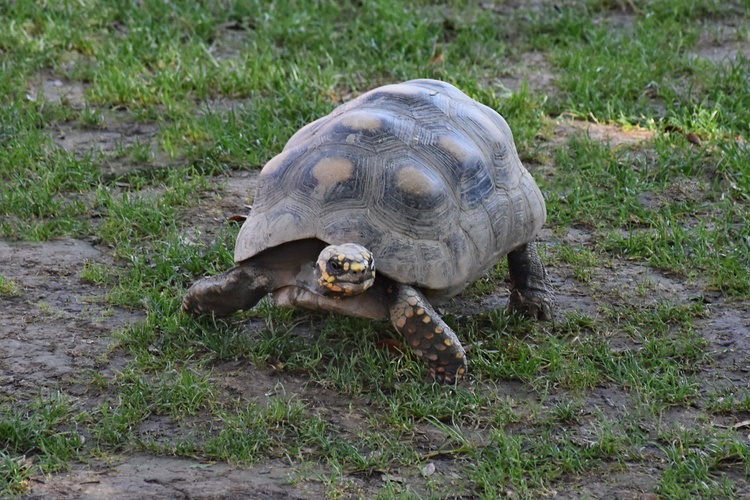 Pomaly ďalej zájdeš