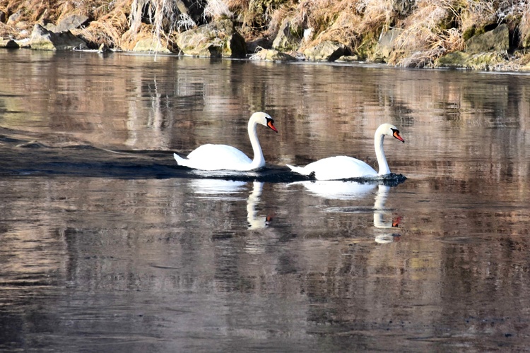 Na januárovom Váhu