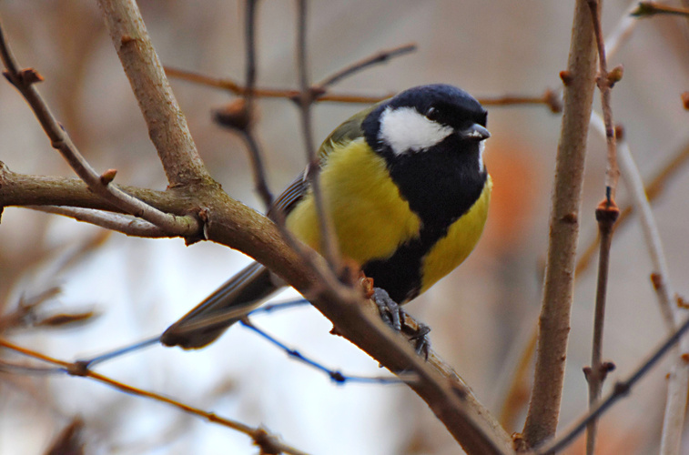 Naša najväčšia sýkorka