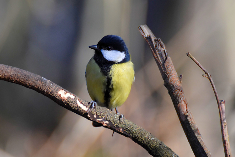 Pomocníčka záhradkárov