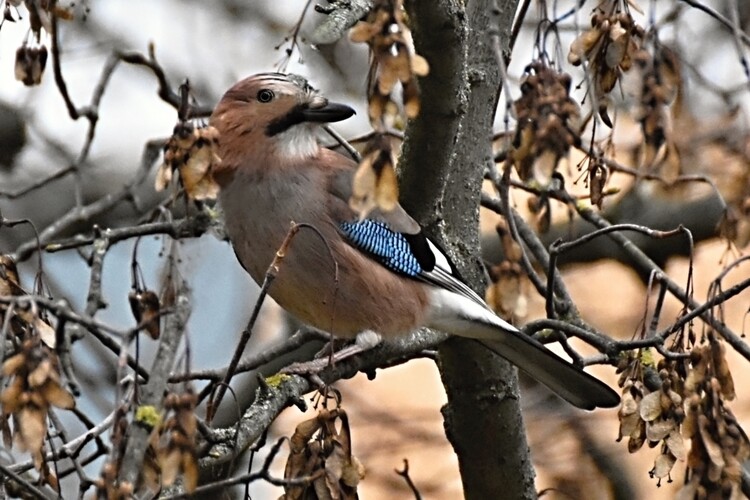 Sojka - hlásna trúba lesa