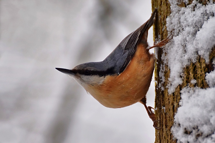 Brhlík - šikovný a nebojácny spevavec