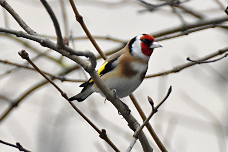 Stehlík - malý krásavec