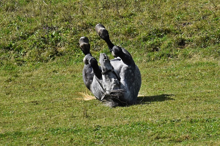 Keď sa kone váľajú od smiechu