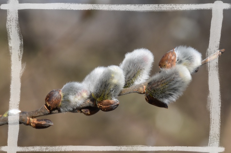 Bahniatka patria k jari