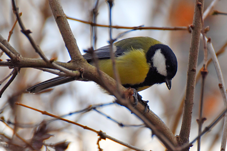 Užitočná sýkorka