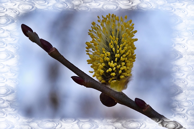 Zdroj nektáru a peľu