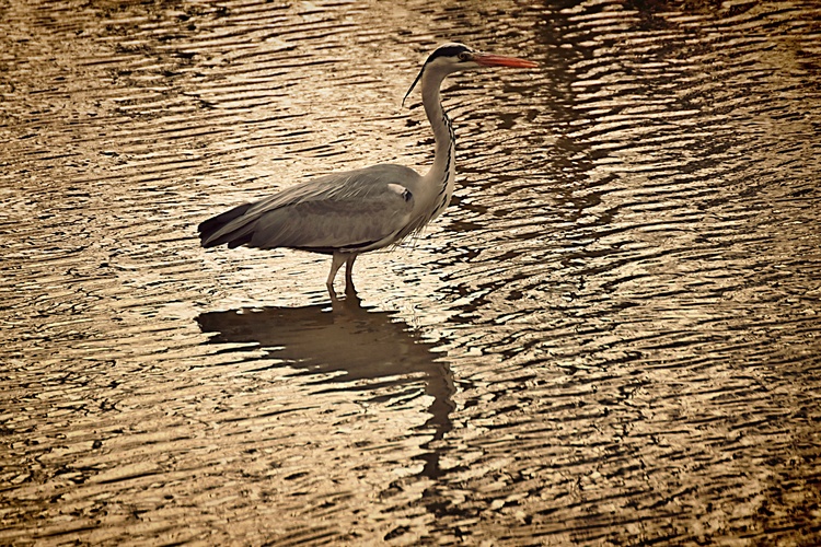 Lovec pomalej chôdze