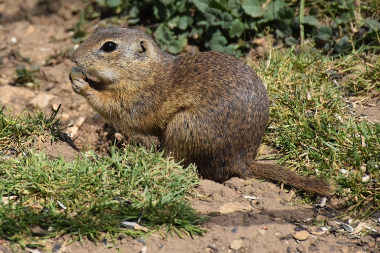 Priateľský a zvedavý hlodavec