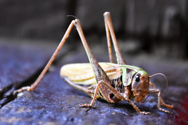 Grasshopper