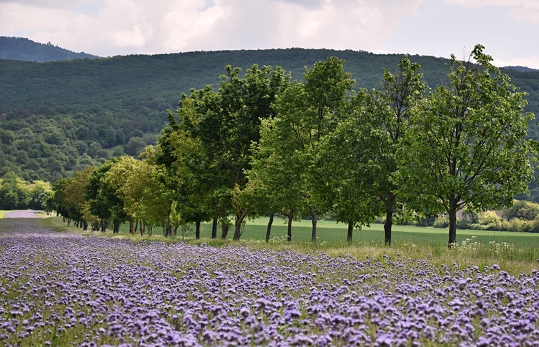 Krajina s facéliou