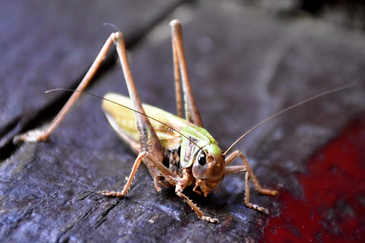 Grasshopper