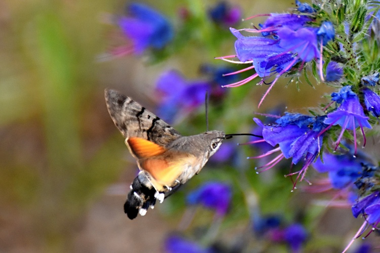 Slovenský kolibrík