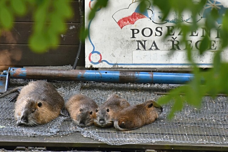Posedenie pri Vltave