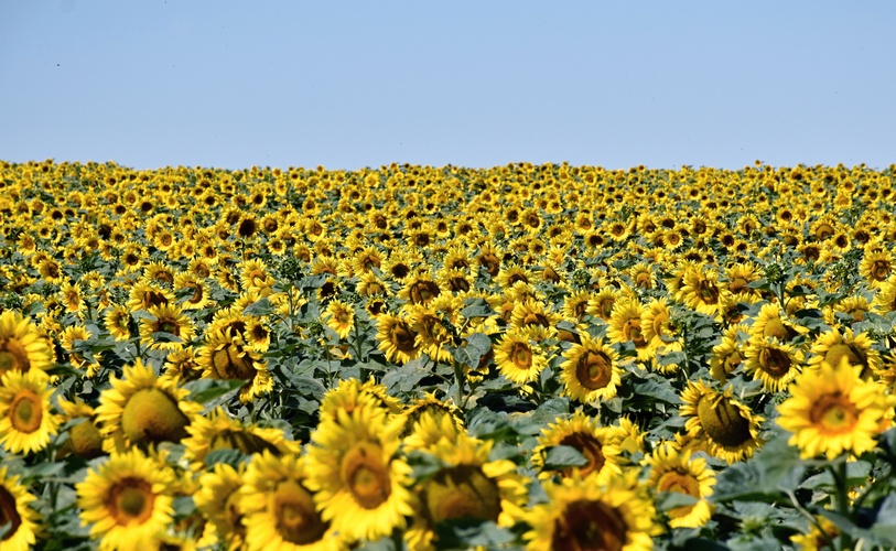 Až po horizont