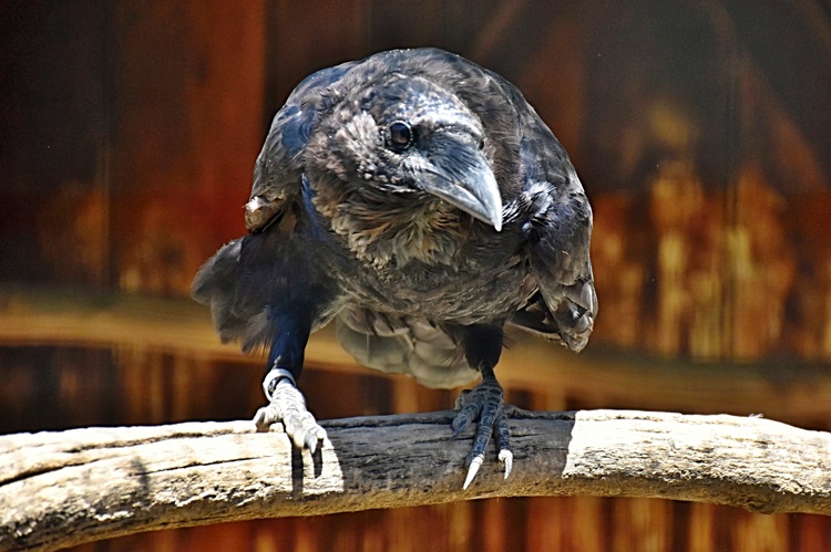 Krkavec