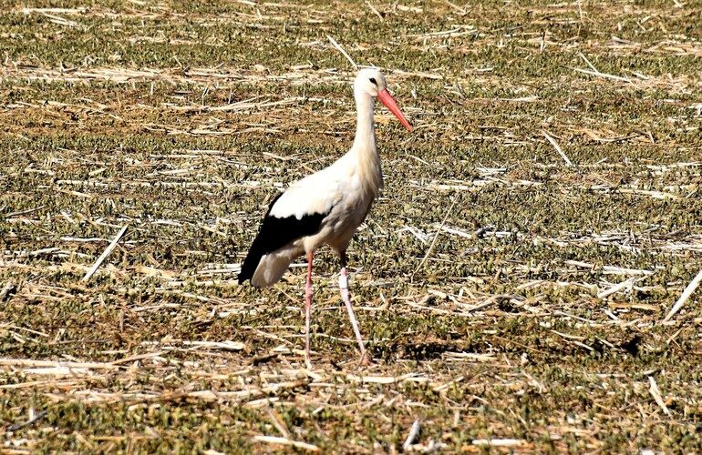 Agronóm