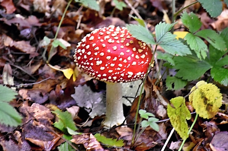 Jedovatá kráska