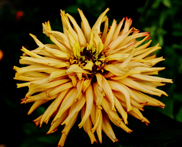 ZINIA ELEGANTS