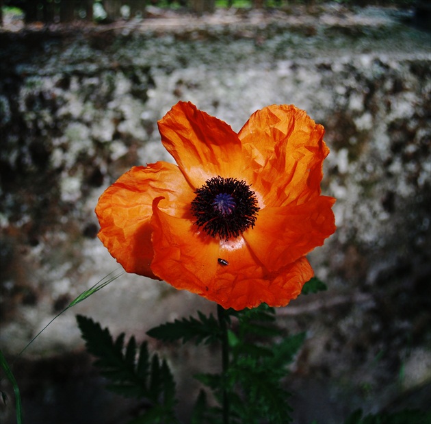 Mak východný - Papaver orientale