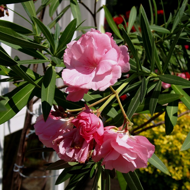 OLEANDER