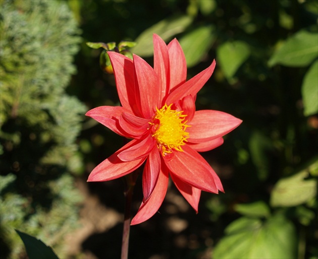 Georgína (Dahlia)