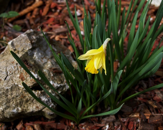 Narcisus