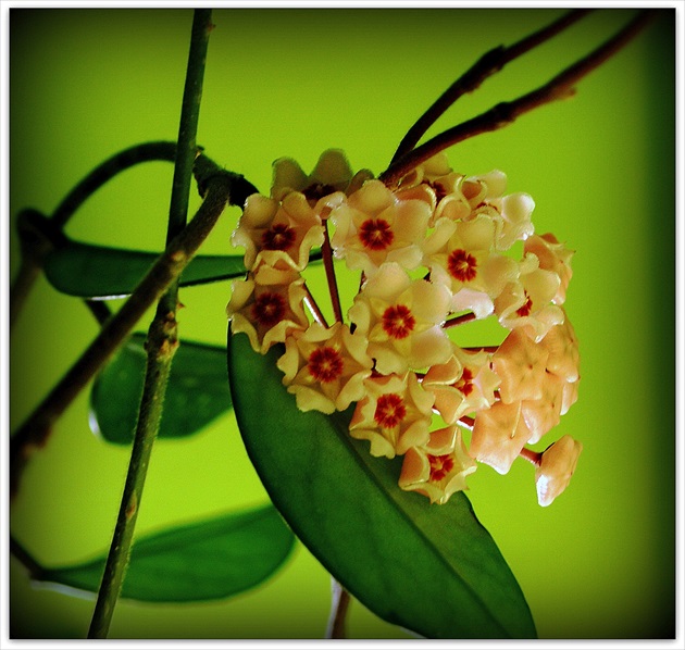 HOYA CARNOSA