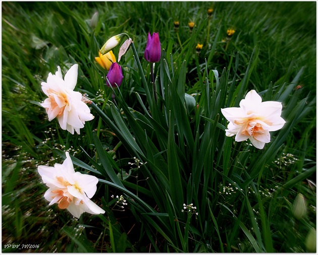 PINK DAFFODILS